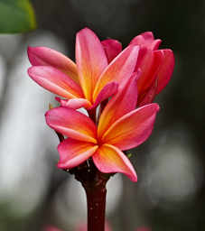 Plumeria