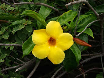 Buttercup Vine
