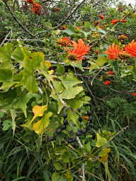 Coral Bean
