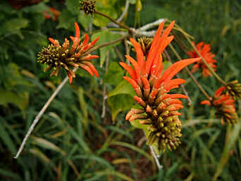 Coral Bean