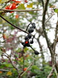 Coral Bean