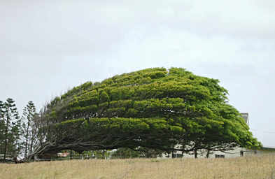 Windswept Tree