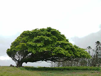 Windswept Tree