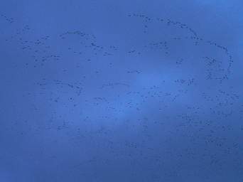 Sky Filled with Cranes