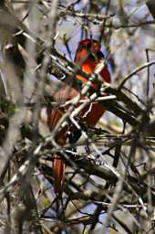 Northern Cardinal