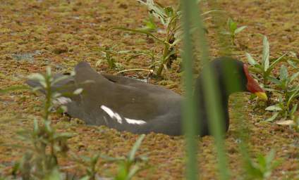 Common Moorhen