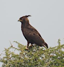 Tarangire Bird Long Crested Eagle P3020759