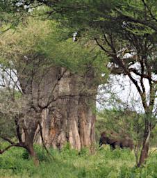 Tarangire Baobab Elephant P3020775
