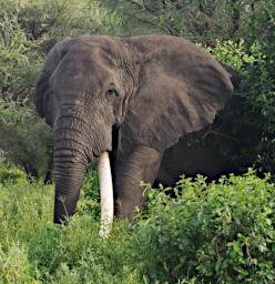 Tarangire Elephant 1Tusker P3020794