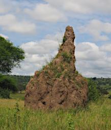 Tarangire Termite Mound P3030876