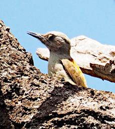 Tarangire Bird Grey Woodpecker P3030919