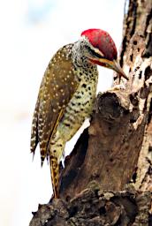 Tarangire Bird Nubian Woodpecker P3030928