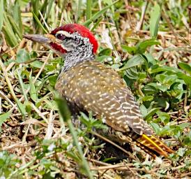 Tarangire Bird Nubian Woodpecker P3030931
