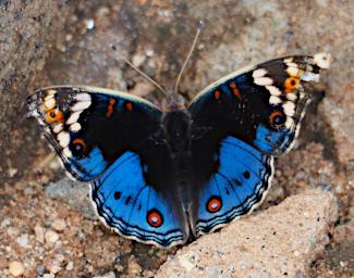 Tarangire Butterfly Eyed Pansy (Junonia orithya) P3030951