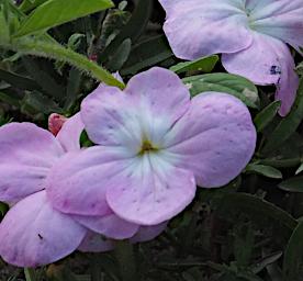 Tarangire Flower Xxx Violet White P3030992