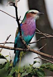 Tarangire Bird Lilac Breasted Roller P3030993