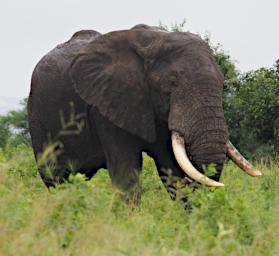 Tarangire Elephant P3031021