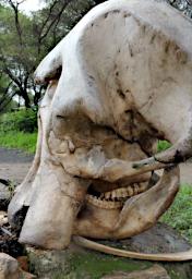 Tarangire Elephant Skull