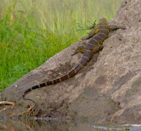 Tarangire Nile Monitor Lizard
