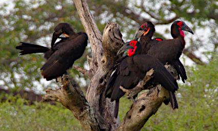 Tarangire Bird Southern Ground Hornbills