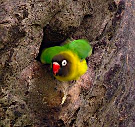 Tarangire Bird Yellow Collared Lovebird