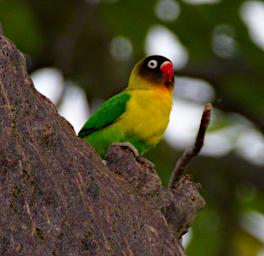 Tarangire Bird Yellow Collared Lovebird