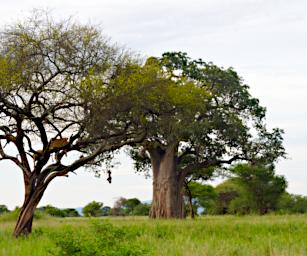 Tarangire Baobab