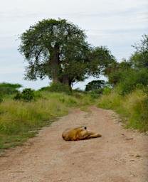 Tarangire Lion In Road