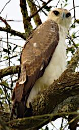 Tarangire Bird Martial Eagle Imm