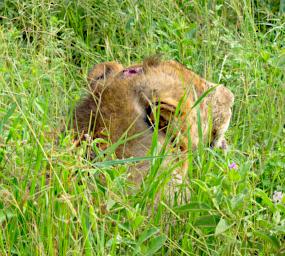 Tarangire Lion Head Wound
