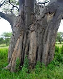 Tarangire Tree Baobab Bark