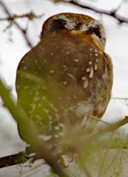 Tarangire Bird Pearl Spotted Owlet