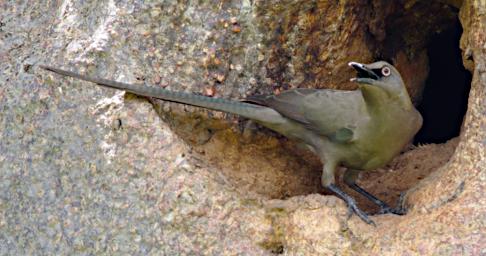 Tarangire Bird Ashy Starling