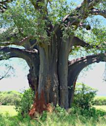 Tarangire Tree Baobab Bark