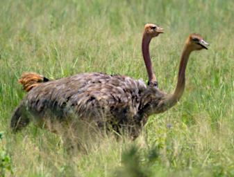 Tarangire Bird Common Ostrich