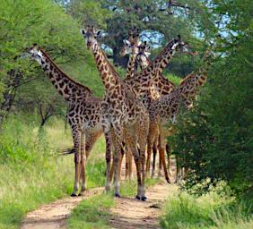 Tarangire Giraffes only