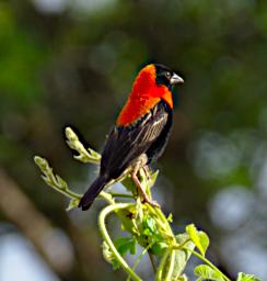 Tarangire Bird Xxx Southern Red Bishop