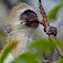 Tarangire Black Faced Vervet Monkey